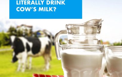 How Can Humans Literally Drink Cow’s Milk?