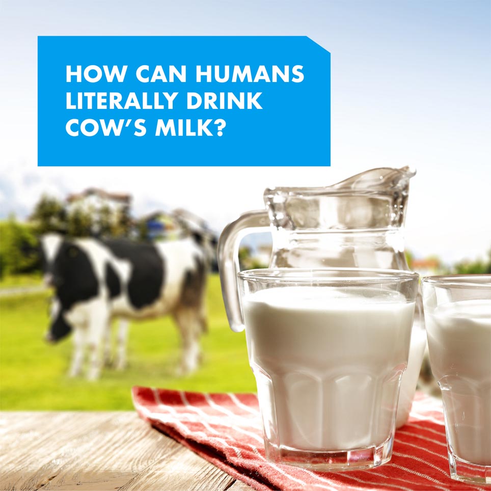How Can Humans Literally Drink Cow’s Milk?